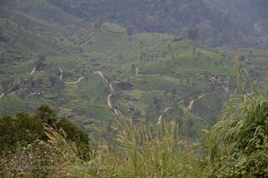 Munnar, Tea Plantations_DSC5817_H600